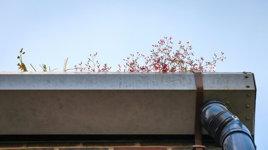 About 11 Low angle view at blocked gutter with plants.